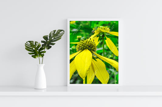 Yellow Poise